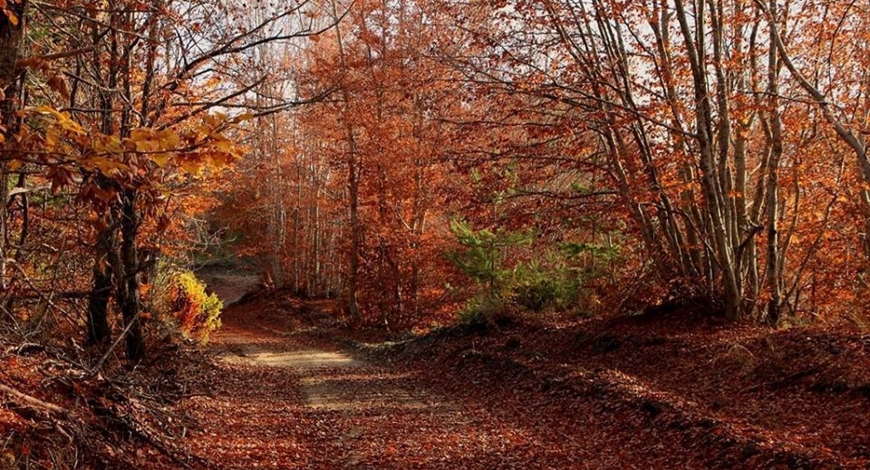 L’autunno nelle foreste più belle d’Europa. In Casentino lo spettacolo del fall foliage