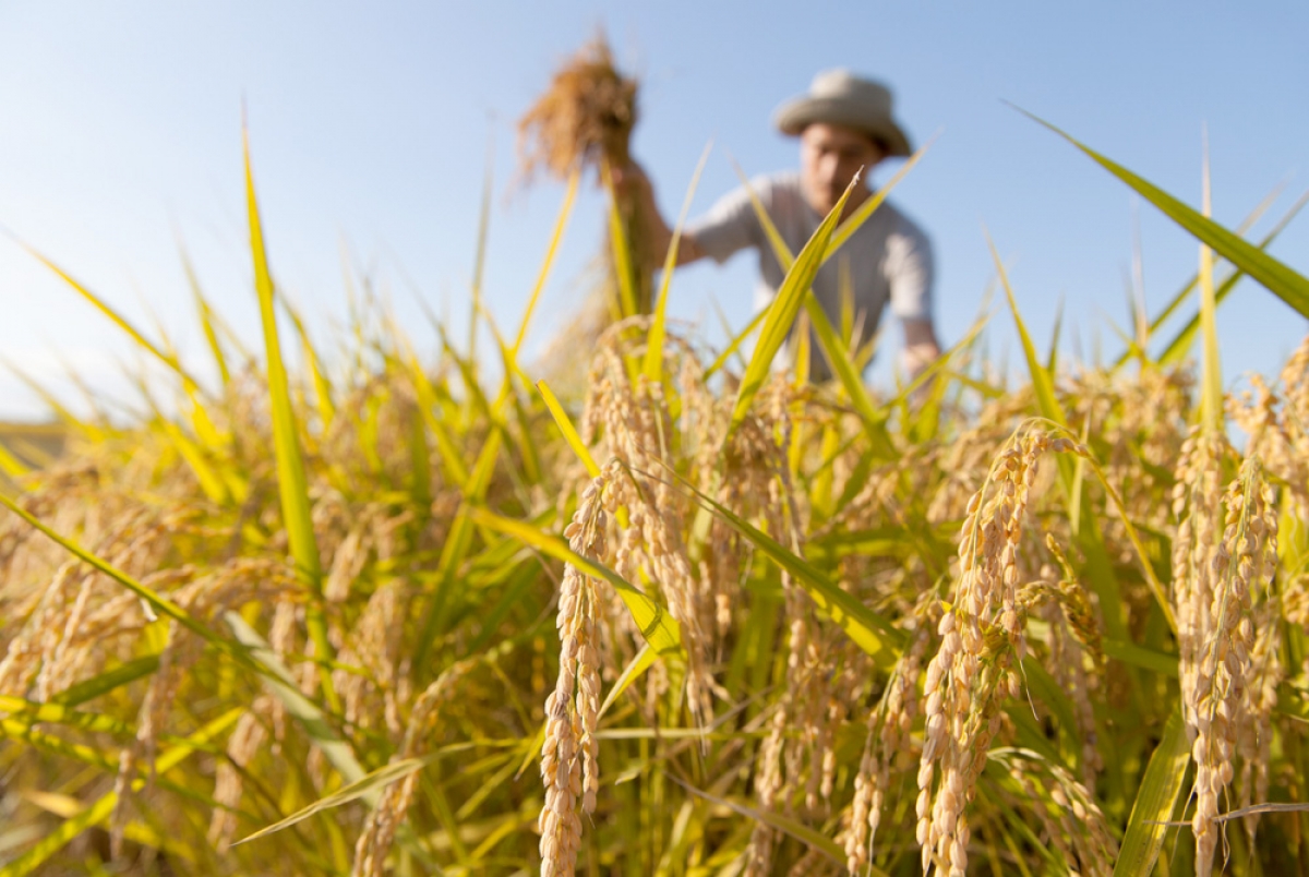 Break into agriculture
